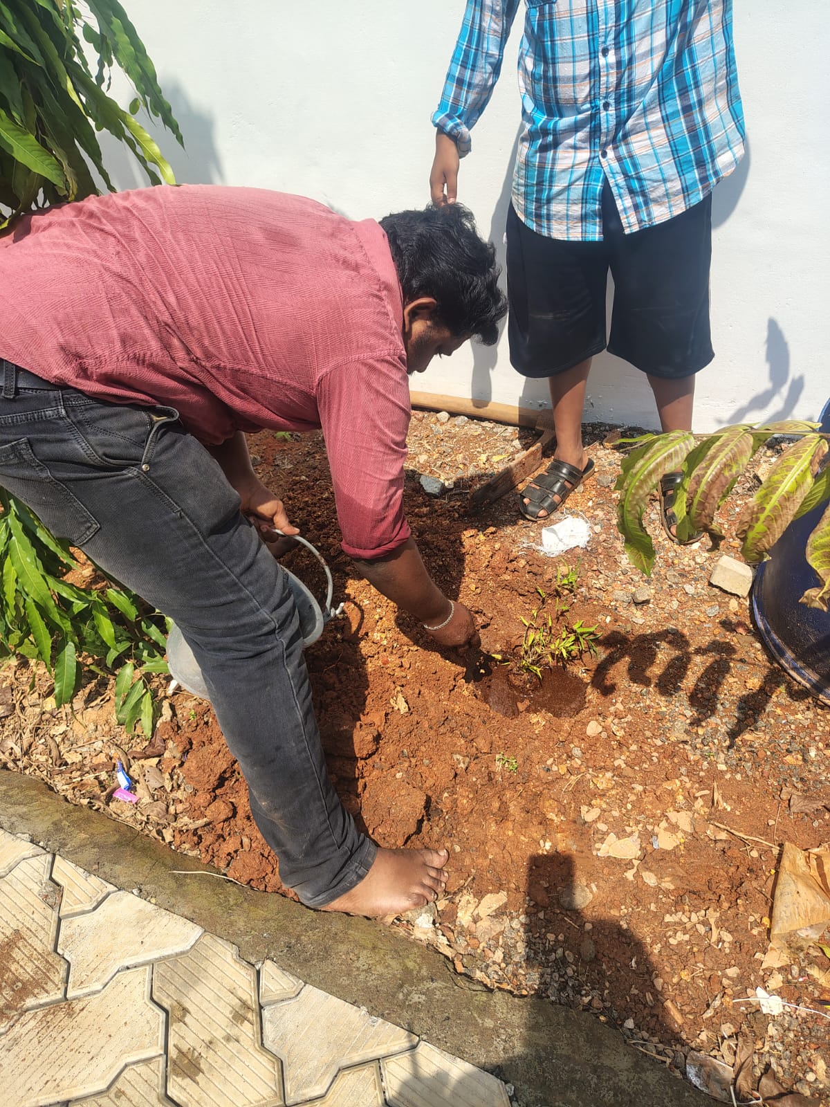 Environmental Plantation
